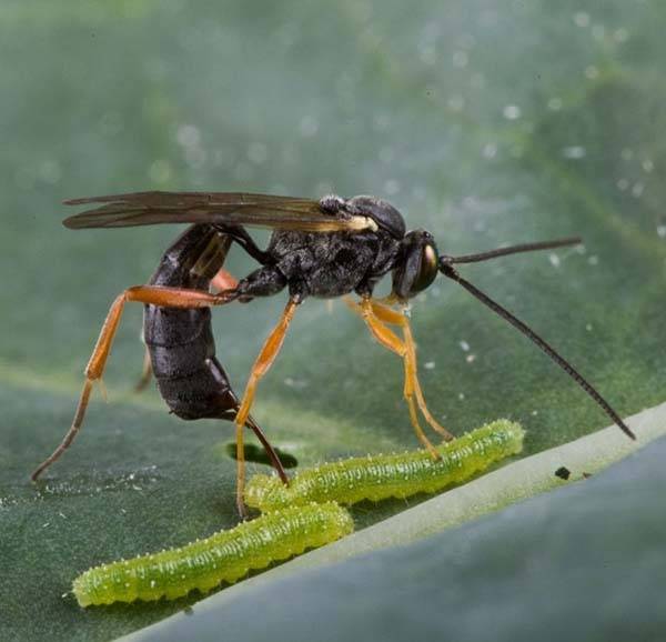 В отношениях растения, гусеницы-вредителя, осы-наездника и ее гиперпаразитоида важную роль играет поли-днк-вирус