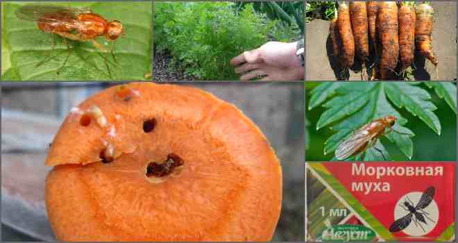 Как бороться с морковной мухой - действенные методы и препараты