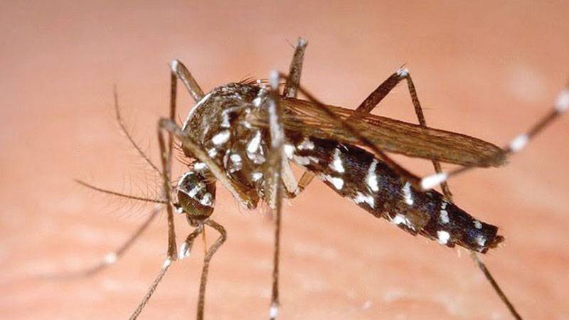 Сколько живут комары обыкновенные в привычной среде