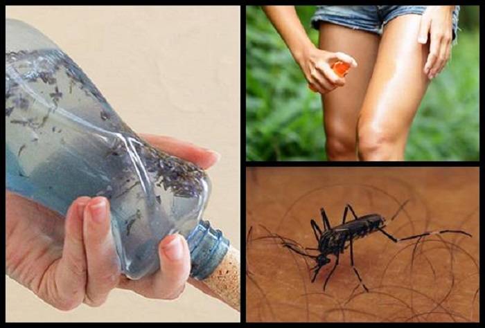 7 проверенных народных средств от комаров