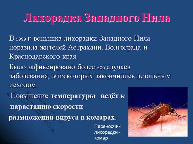 Комары — переносчики лихорадки Западного Нила