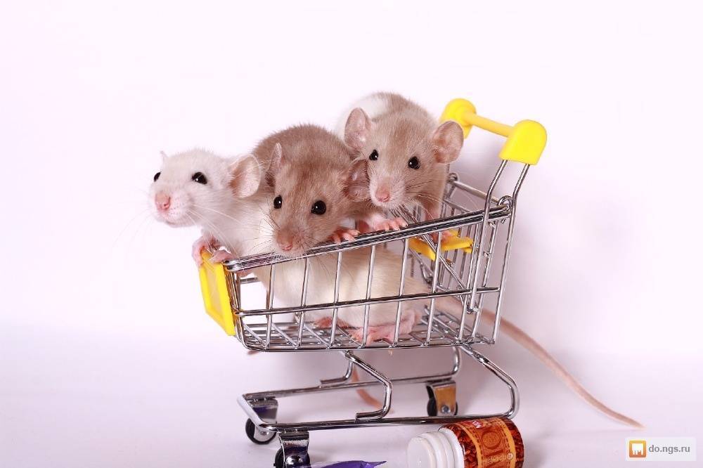 Белая домашняя крыса: сколько живет, уход, дрессировка, отзывы