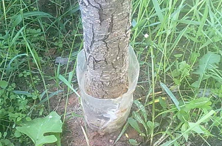 Как избавиться от муравьев и тли на деревьях