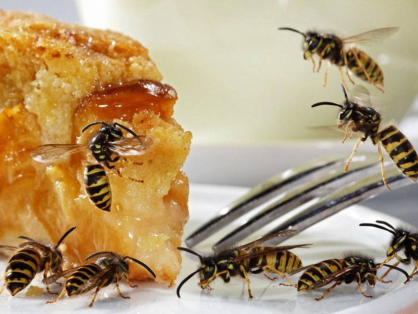 Бывает ли осиный мед: вся правда о жалящих насекомых