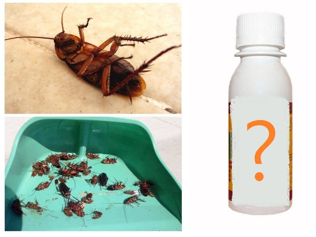 Как бороться и избавиться от тараканов в общежитии?