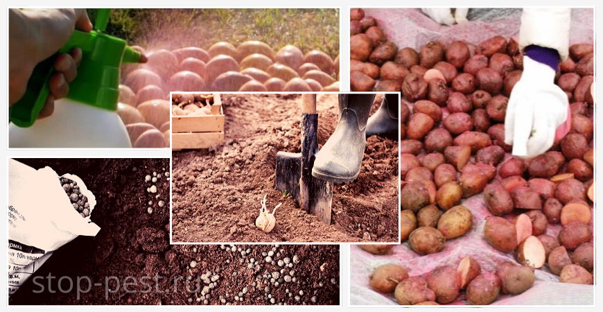 Чем обрабатывать картофель перед посадкой правильно