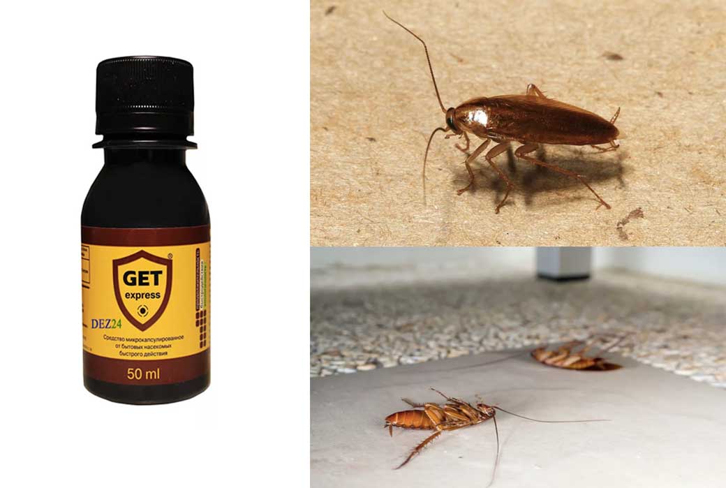 Самые эффективные средства и методы от тараканов в домашних условиях