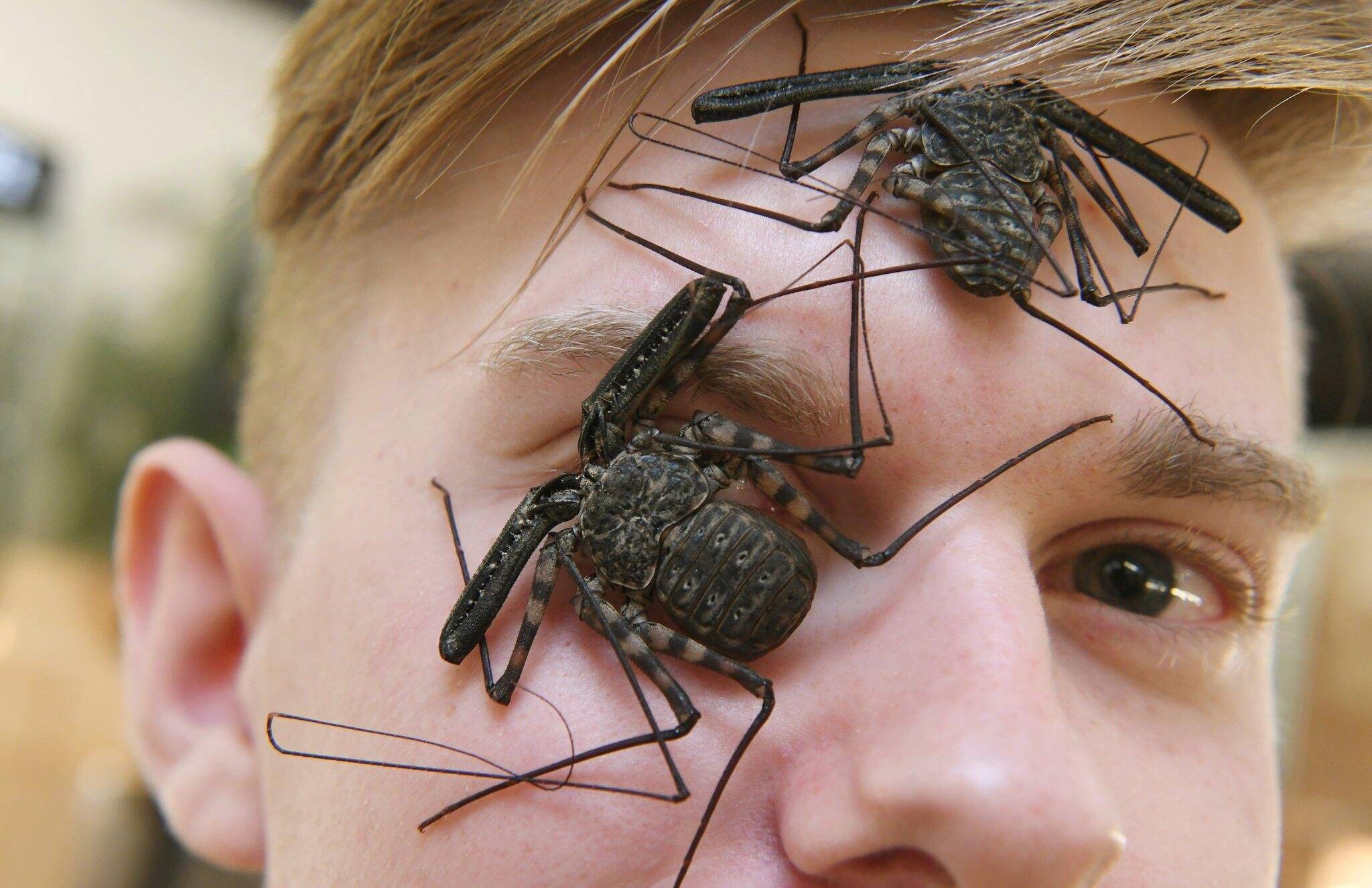 Топ 10 самых опасных насекомых и пауков в мире | science debate