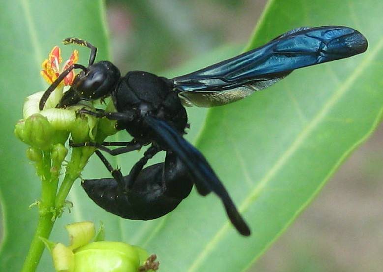 Дикая чёрная оса. дорожные осы: описание и интересные факты