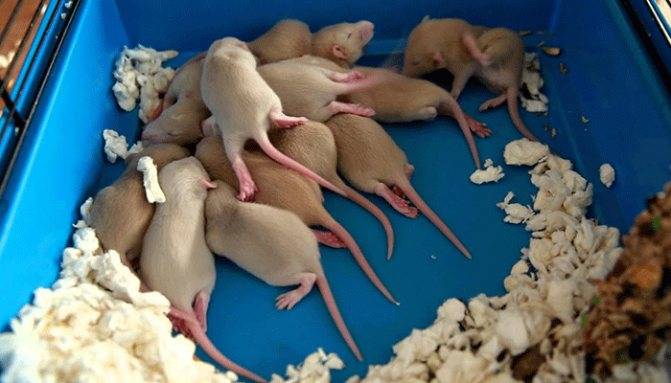 Как размножаются крысы: разведение в домашних условиях, как спариваются и рожают, есть ли у крыс течка, сколько рождается крысят в помёте