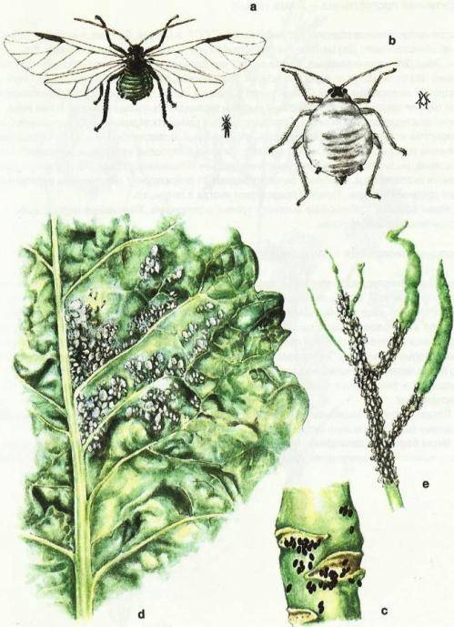 Методы борьбы с капустной мухой – читайте!