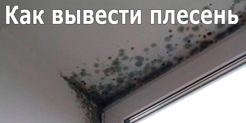 Черная плесень как волосы - 93 фото