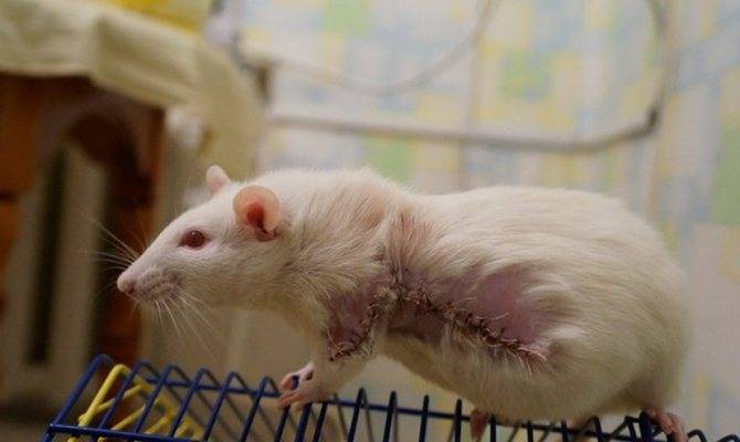 Мы одной крови. почему крысы – идеальные помощники учёных. новости общества