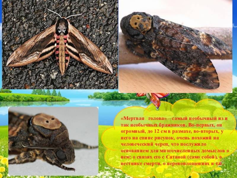 Бабочка мертвая голова | мир животных и растений