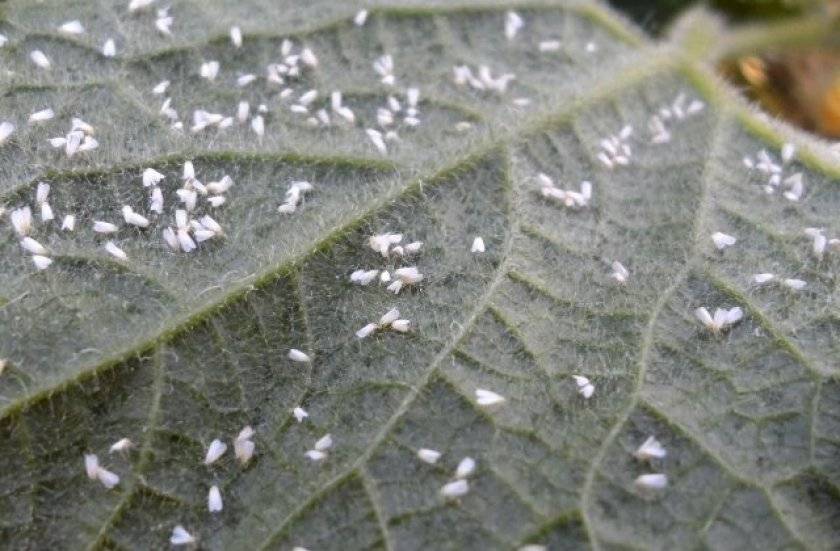 Чем обработать теплицу от белокрылки: боремся с вредоносным насекомым