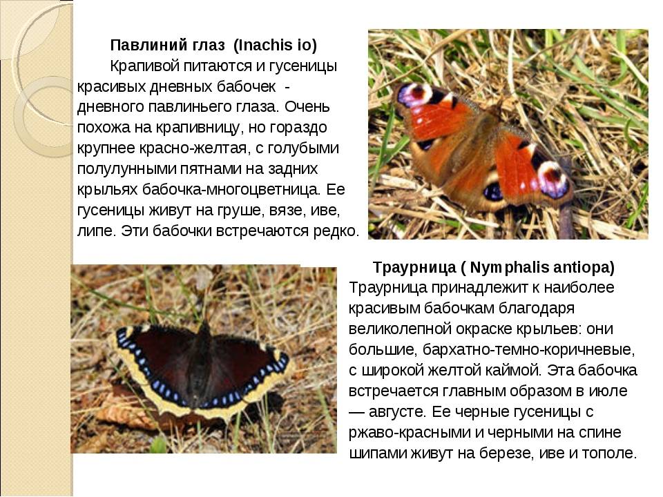 Бабочка павлиний глаз — описание, образ жизни и среда обитания