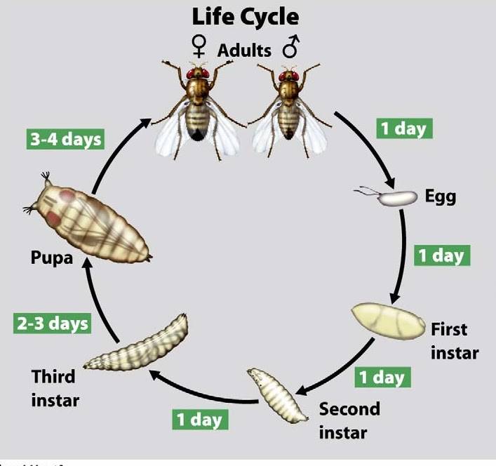 Этапы развития и размножения комнатной мухи