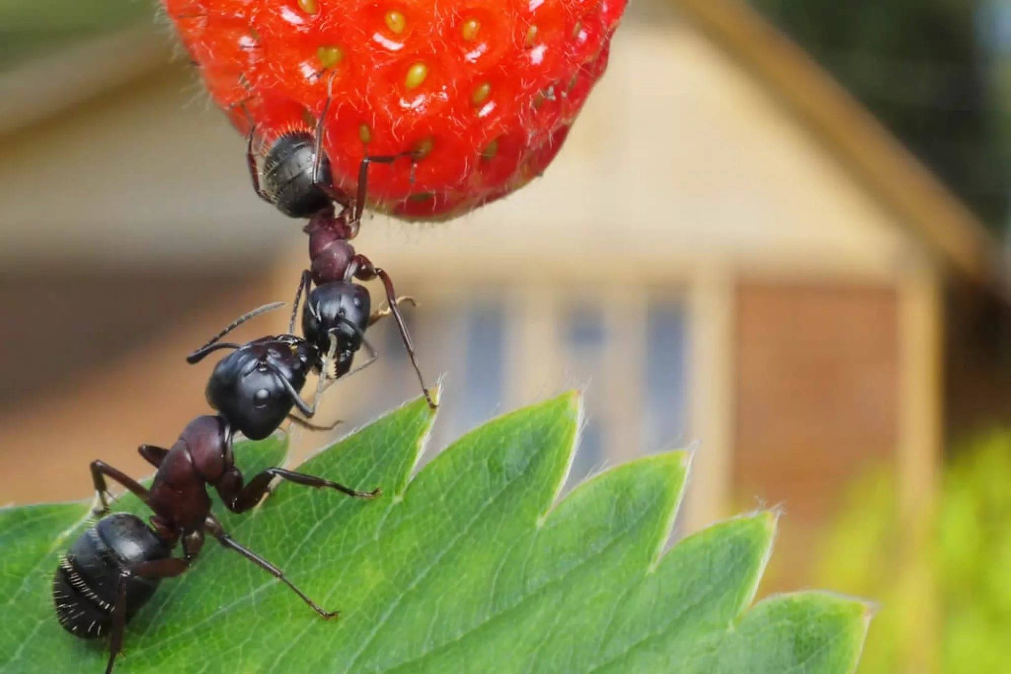 Черный садовый муравей: питание, образ жизни, места обитания