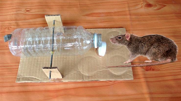 Как поймать крысу: способы ловли грызуна в домашних условиях, покупные и самодельные ловушки