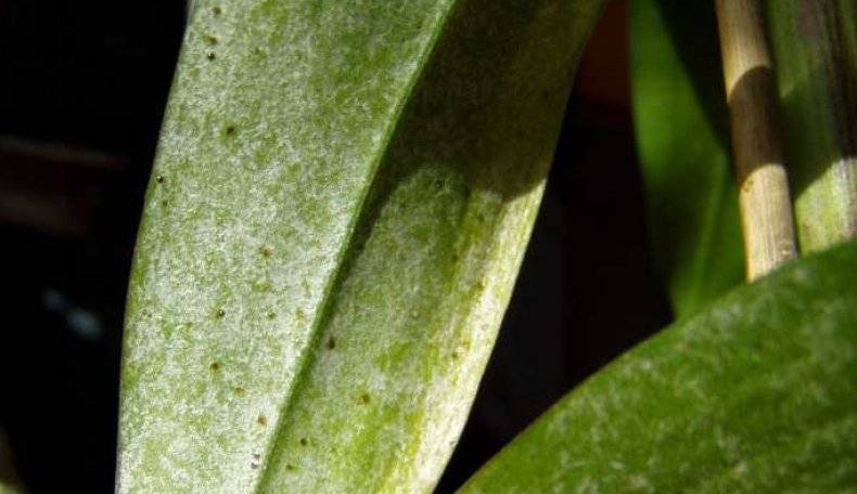 Клещ на орхидее – виды вредителей и как от них избавиться, методы борьбы и общие советы по лечению растений