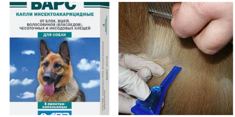 Как защитить собаку от клещей