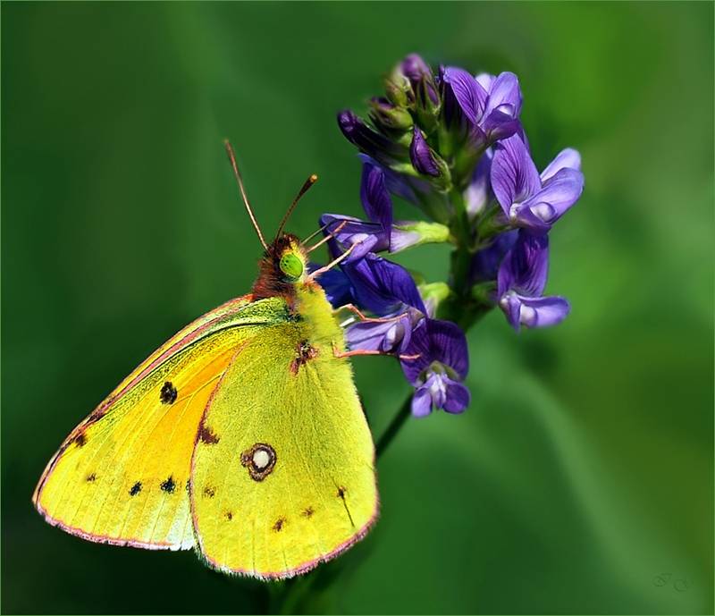 Бабочка луговая желтушка описание для детей. желтушка тизо. образ жизни. питание