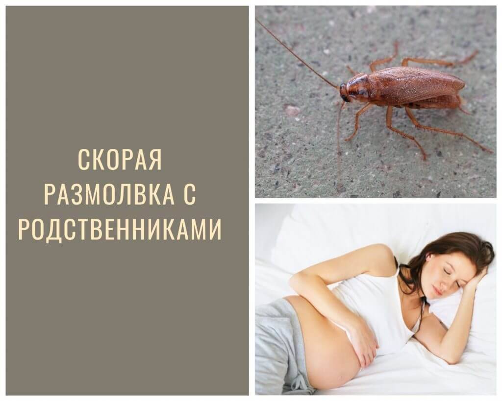 К чему снится таракан? тараканы во сне - сонник милера, винги, эзопа...