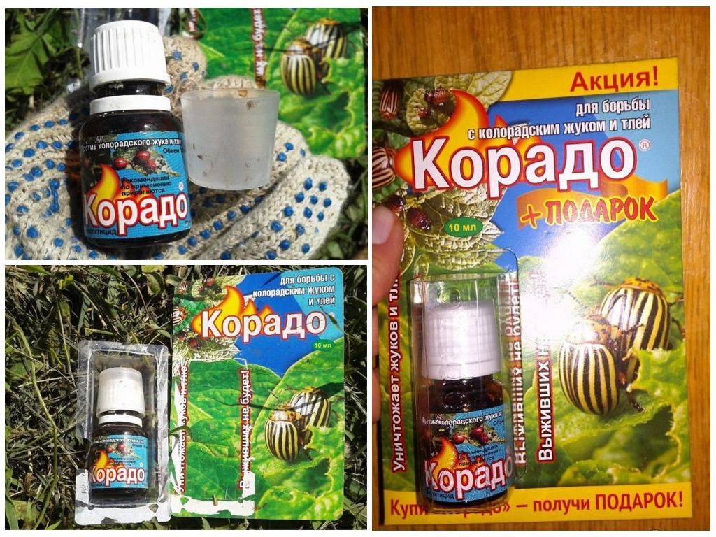 Как правильно применять препарат корадо от колорадского жука
