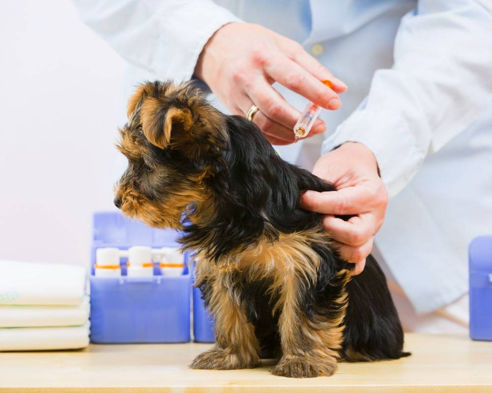 Прививка для собак от клещей: список вакцин, правила вакцинация, противопоказания