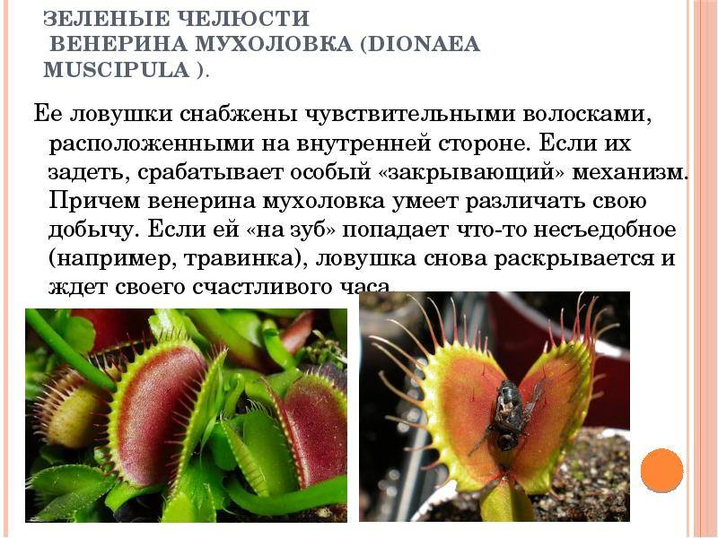 Хищные растения россии