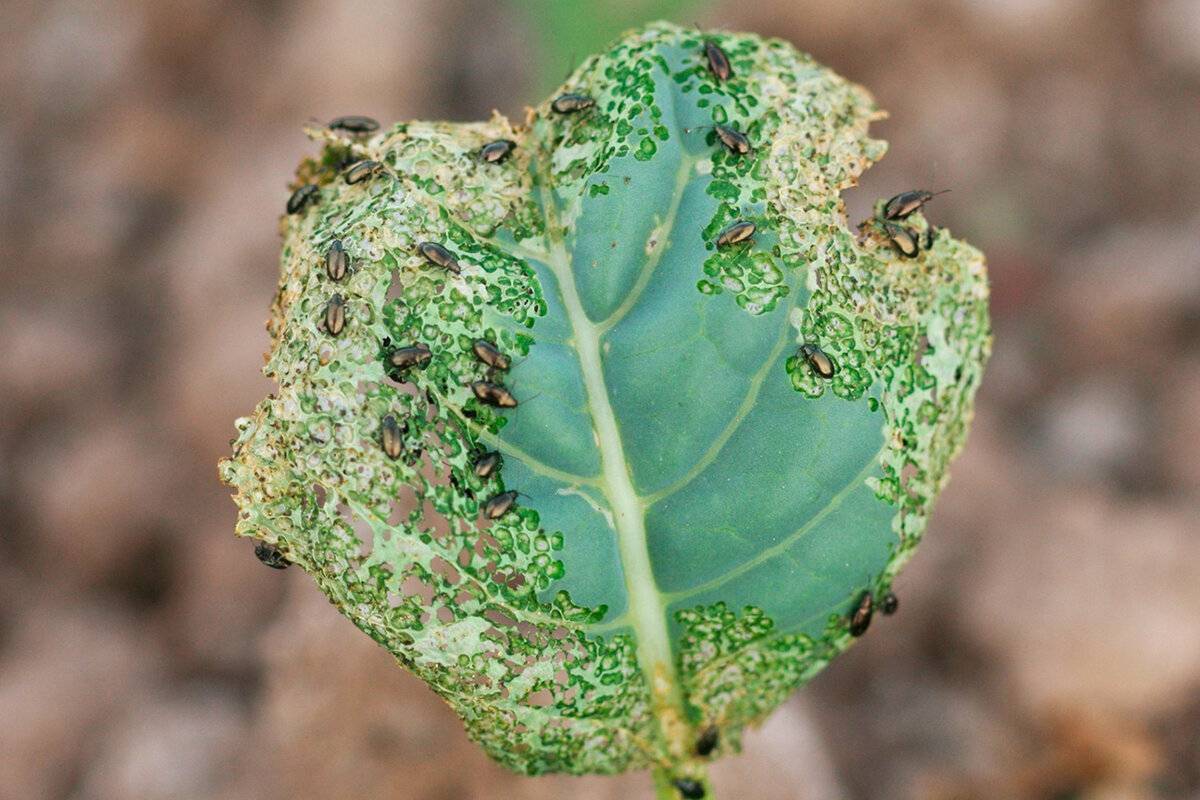 Рапсовый листоед – вредитель крестоцветных культур