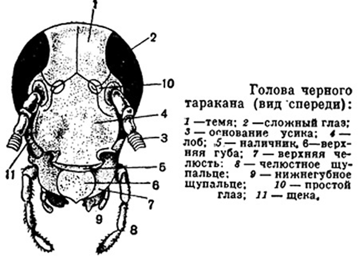 Чёрный таракан насекомое. описание, особенности, виды, образ жизни и среда обитания таракана | живность.ру