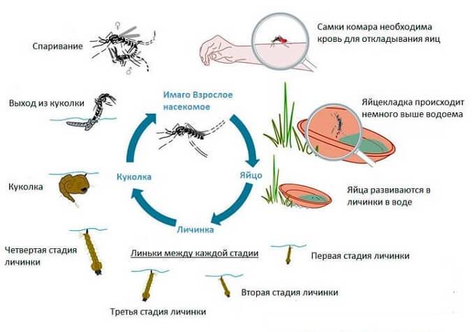 Личинки комаров и их особенности питания, развития и жизненный цикл