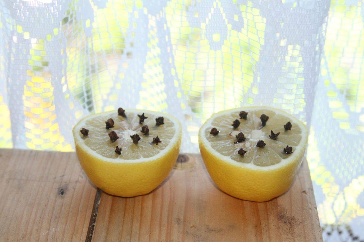 Лимон и гвоздика от комаров: как сделать средство, отзывы