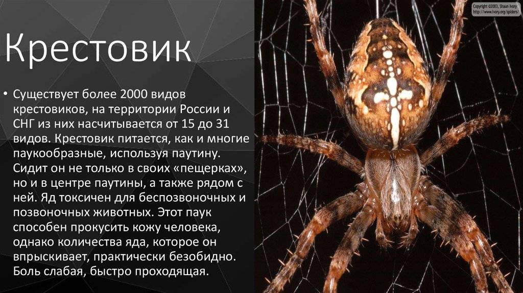Описание и фото паука крестоносца. опасен ли для человека паук крестоносец – среда обитания и разновидности насекомого