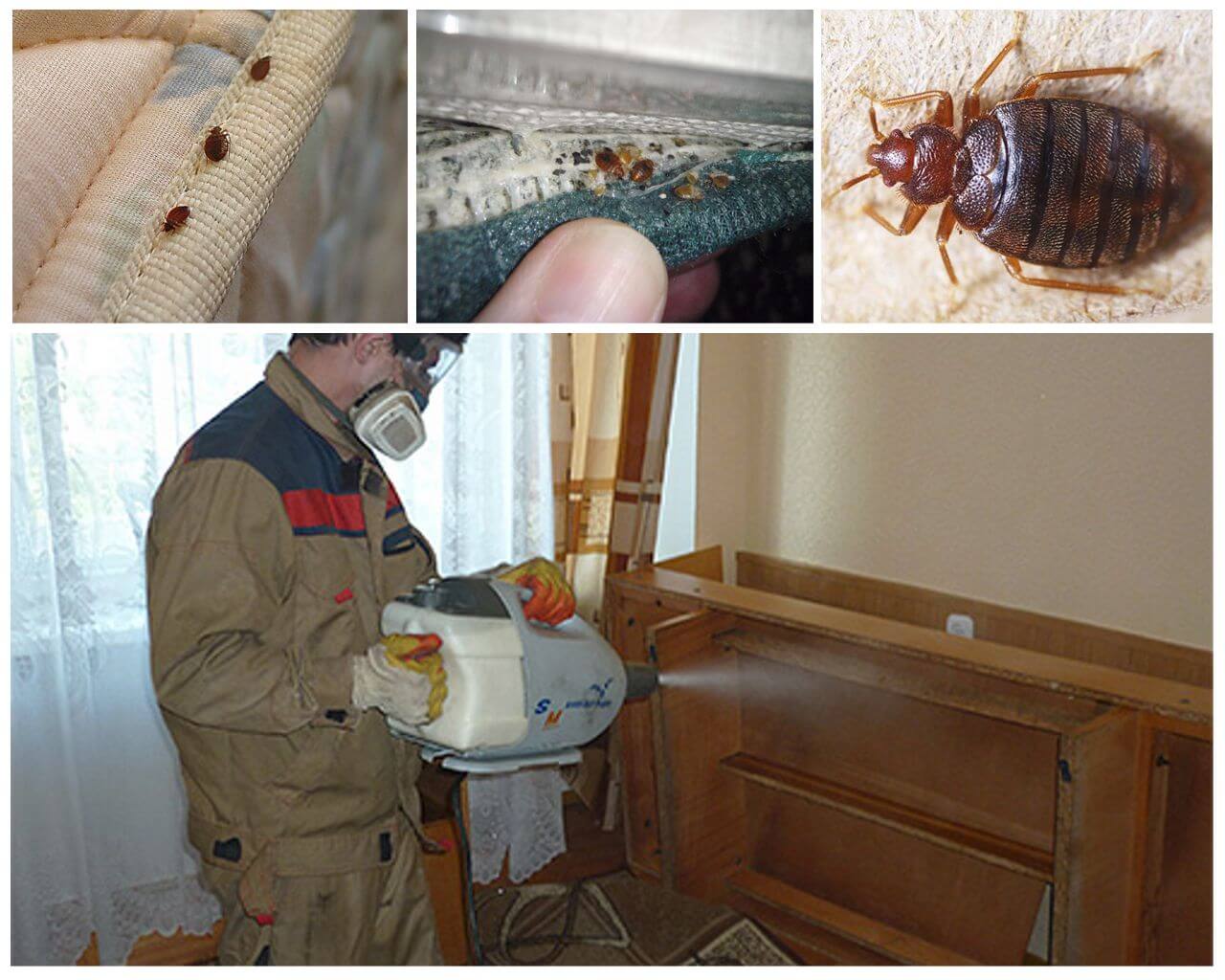 Как происходит уничтожение тараканов в квартире сотрудниками сэс
