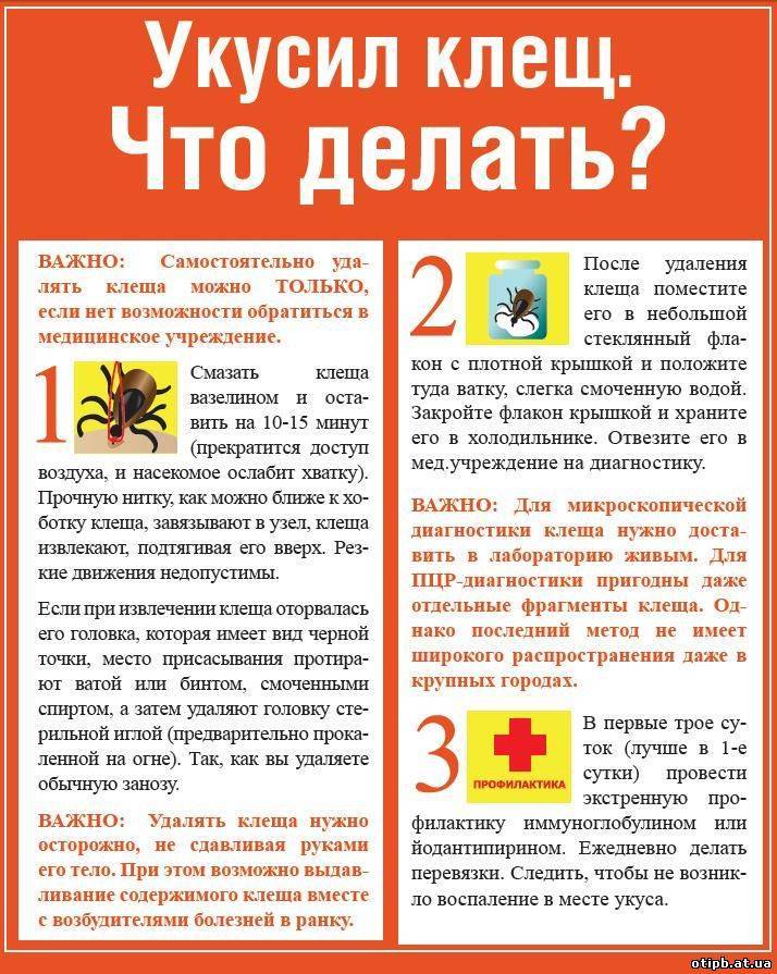 Ребенка укусил клещ: что делать, через какое время видны симптомы - фото и признаки укуса