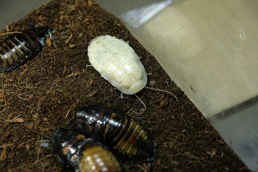 Яйца тараканов: как они выглядят и сколько вылупляется из одной оотеки
