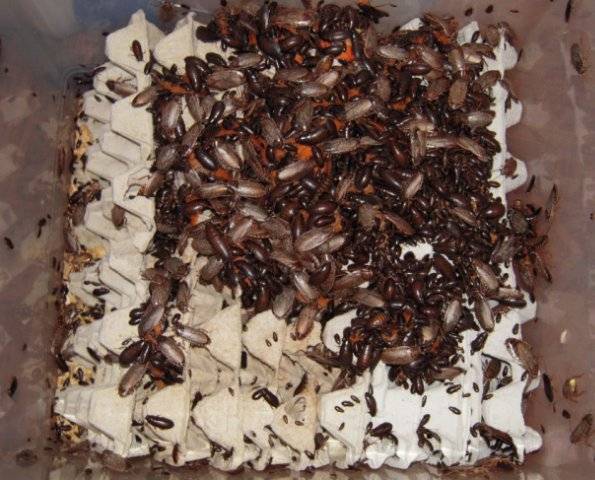 Содержание и разведение мраморных тараканов (nauphoeta cinerea)