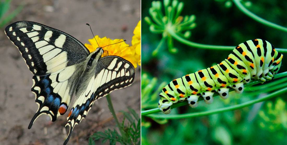 Махаон бабочка. образ жизни и среда обитания бабочки махаон | животный мир