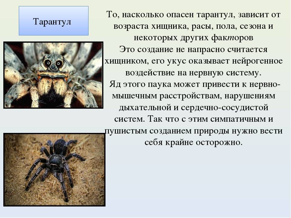 Пауки птицееды ядовитый или нет. Южнорусский Тарантул паукообразные. Тарантул паук ядовитый маленький. Каракурт Южнорусский Тарантул. Южнорусский Тарантул ядовитый.