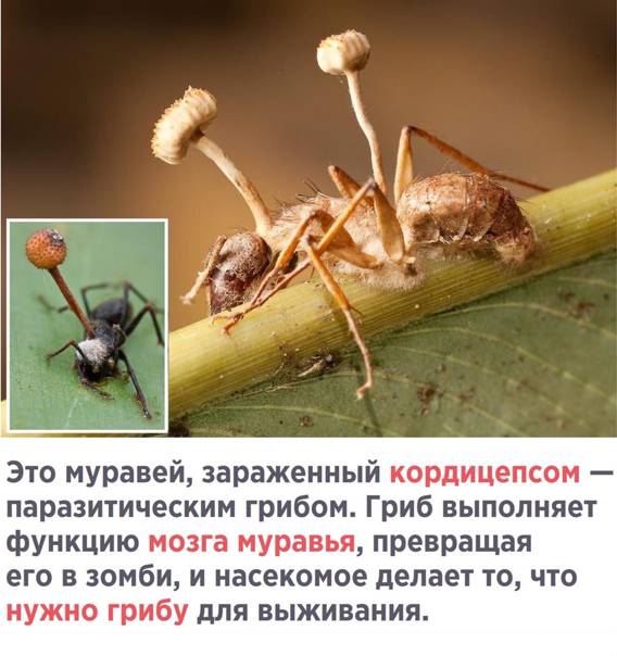 Кордицепс однобокий – гриб, зомбирующий муравьев