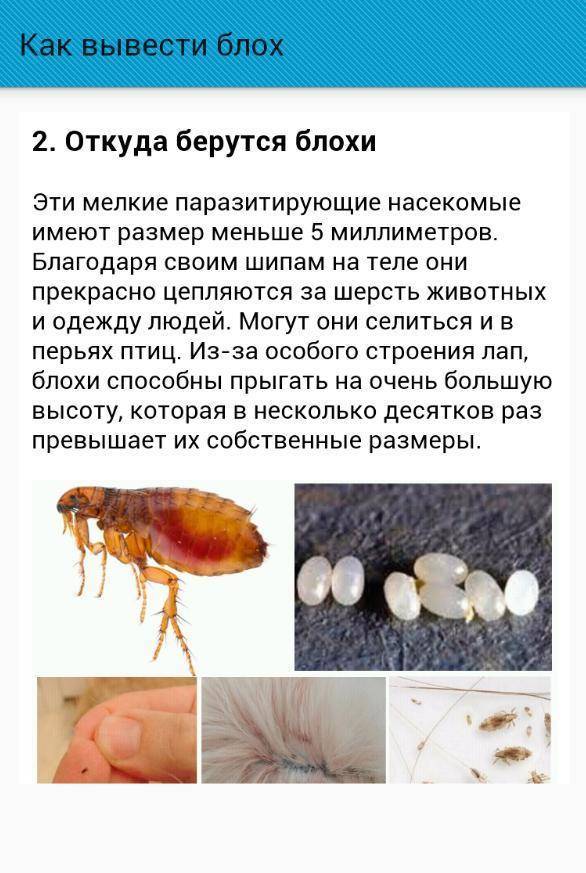 Как вывести блох у кошки народными средствами