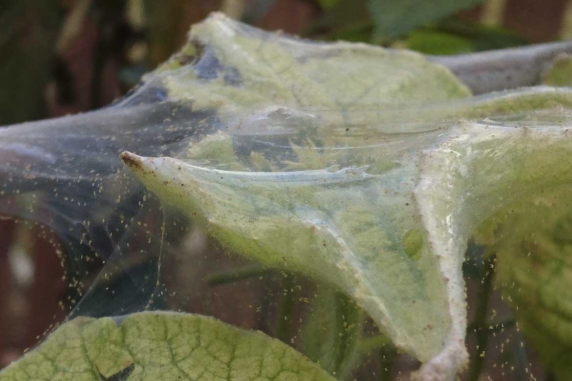Если появился паутинный клещ на комнатных растениях — как бороться с вредителем?