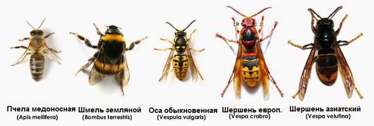Чем отличаются пчелы, осы, шмель и шершень