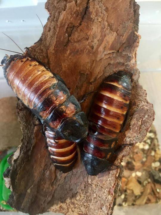 Мадагаскарские тараканы содержание и уход