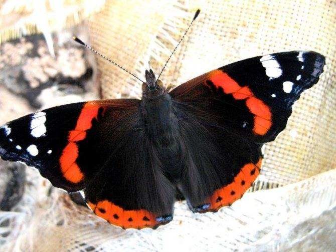 Бабочка адмирал в какой природной зоне. Бабочка Адмирал ареал. Бабочка Адмирал фото. Сведения о бабочке Адмирал. Красные бабочки названия и фото.