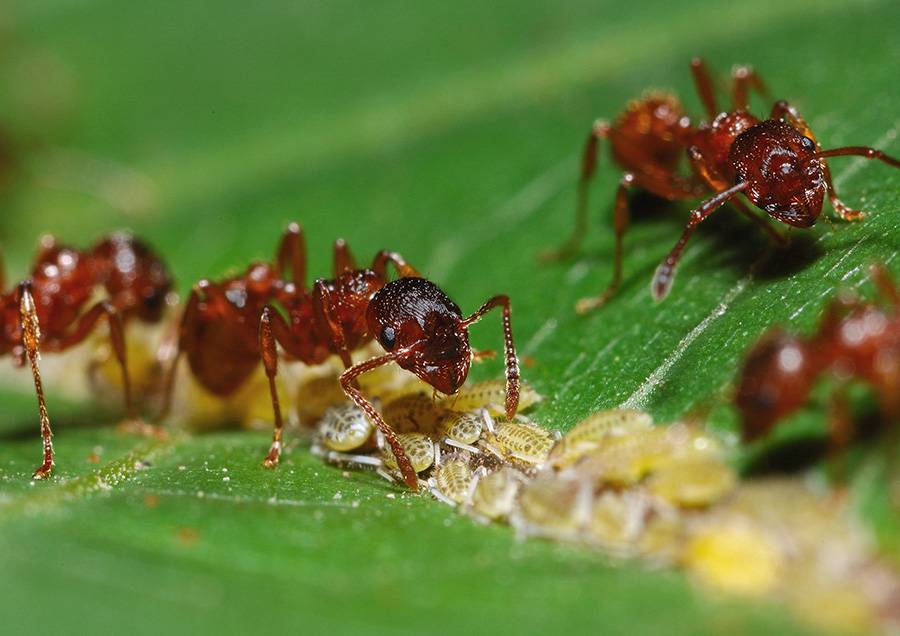 Тип взаимоотношений муравьев и тли