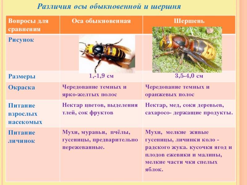 Чем отличается оса. Пчела Шмель Оса Шершень сравнение. Шершень описание для детей. Разница ОС И шершней. Шершень урок для 2 класса.