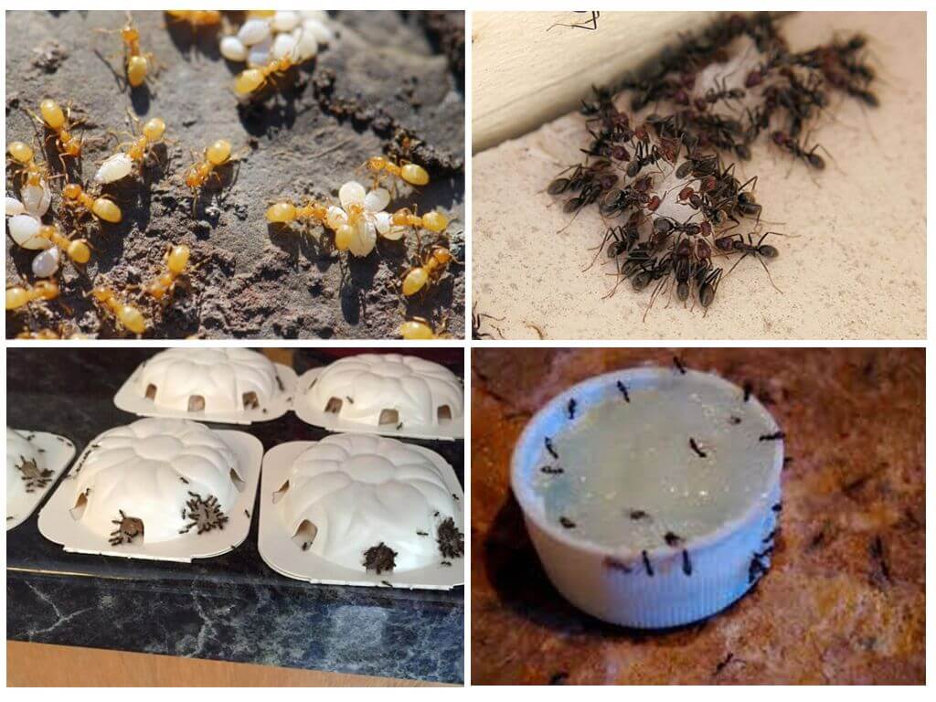 Как навсегда избавиться от муравьев в огороде: помогут ли «пугалки» или без отравы не обойтись